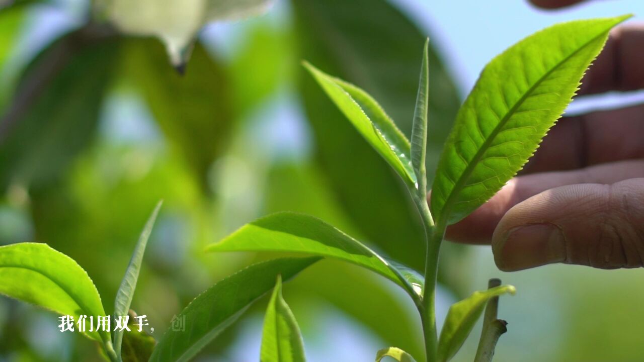 喝泛茶屹起富强,品中国文化!