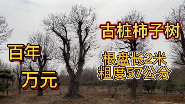 家里基地的几棵古桩柿子树,其中一棵近百年过万元,长的什么样?