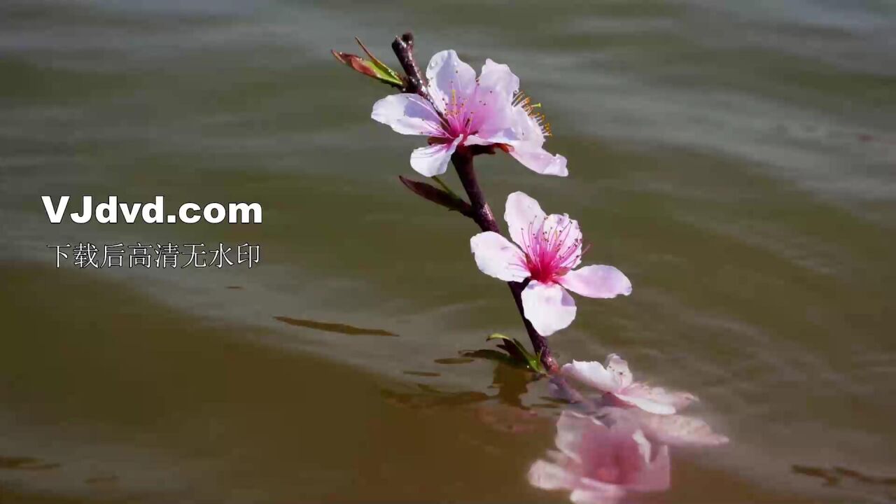 少儿朗诵《三月桃花水》led舞台大屏背景视频