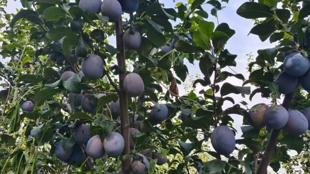 2年生3公分艾琳娜西梅树苗品种特点介绍 栽植好管理