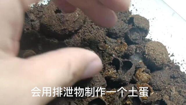 昆虫美丽世界