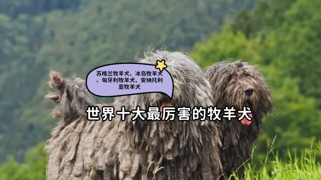 苏格兰牧羊犬、冰岛牧羊犬、匈牙利牧羊犬、安纳托利亚牧羊犬