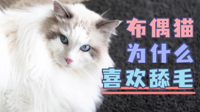 布偶猫为什么喜欢舔毛,以下5点告诉你