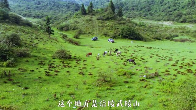 我相信你去过武陵山,但你一定没来过这里!涪陵区武陵山免费野景点推荐给大家