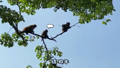 三只猴子落水记