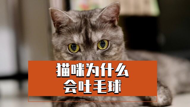 猫咪为何吐毛球,原因太真实了!