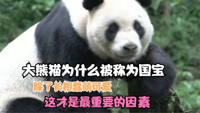 大熊猫为什么被称为国宝,除了长相蠢萌可爱,这才是最重要的因素