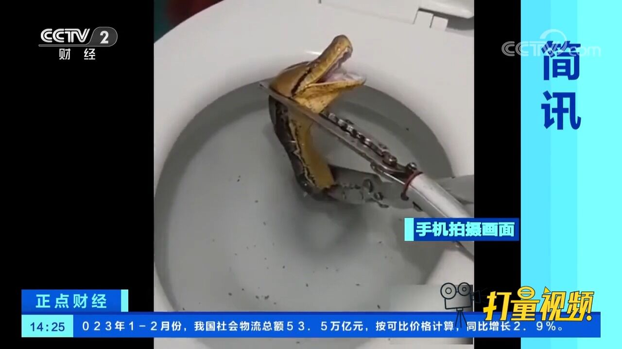 噩梦!泰国一女子上厕所时惊现蛇探头,拆掉马桶竟拔出五米巨蟒!