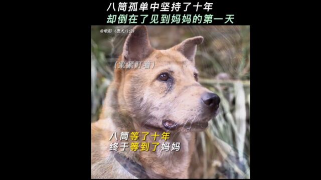 《忠犬八公》为什么八筒在女主人回家的时候才倒下,知道真相的瞬间流泪了...