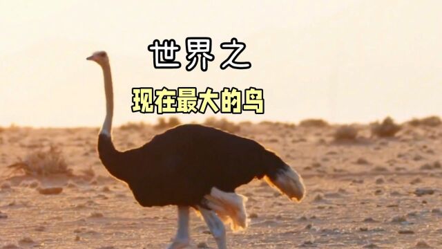 010世界之:最大的鸟类