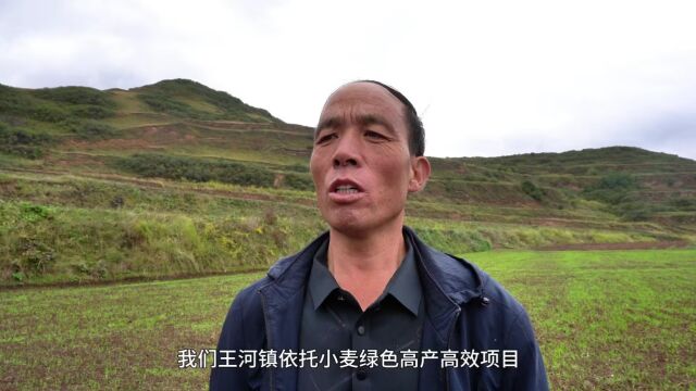 清水县王河镇依托绿色高产高效项目建设万亩小麦良繁种植基地