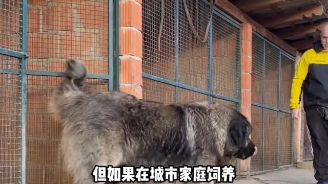 适合城市里养的大型犬,金毛 拉布拉多绝对榜首