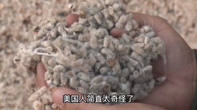 美国人种植的棉花,为什么还大量回收棉花籽?他们有什么用处?上#科普