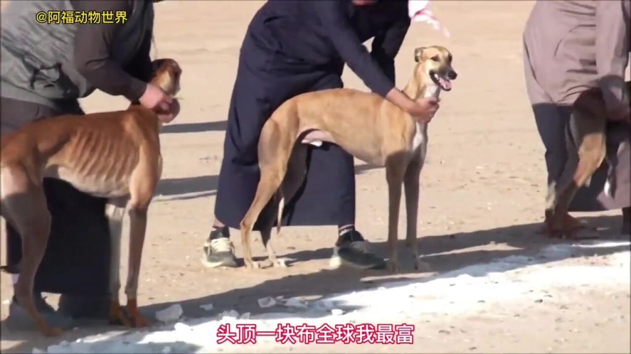 灵缇犬竟然跑了一个惊人的120迈#动物世界#神奇动物#灵缇犬#动物#精彩片段_高清1080P在线观看平台_腾讯视频