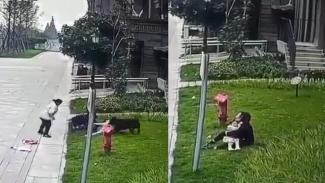 成都伤人犬只疑似罗威纳烈性犬,警方:小区不在养犬条例约束范围