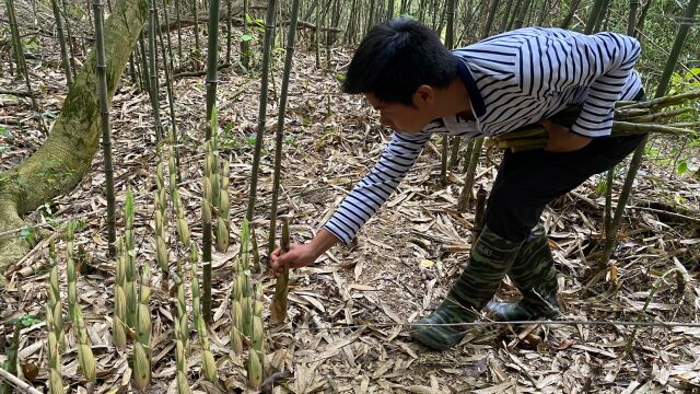 江西这种野笋疯长,钻进竹林遇上竹笋窝,一根接一根过足了拔笋瘾