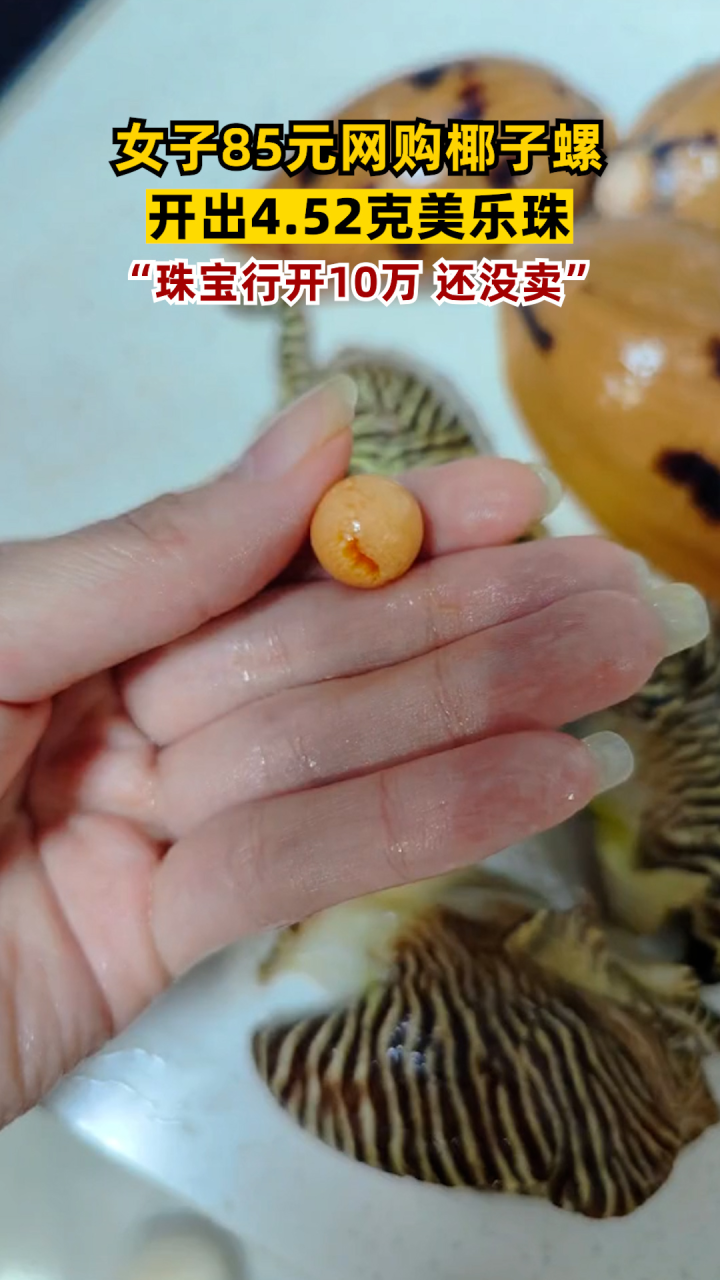 女子85元买椰子螺开出4.52克美乐珠:珠宝行开10万,还没卖