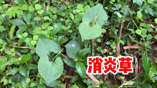 采挖野生鱼腥草,那味道“得劲”!你喜欢吃茎叶还是根?