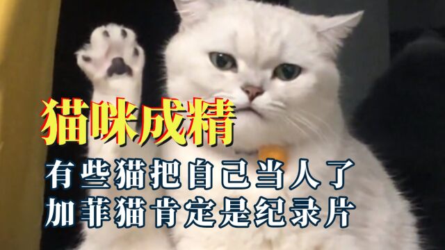 有些猫已经把自己当成人了,猫都这么自律,你还有什么借口不努力