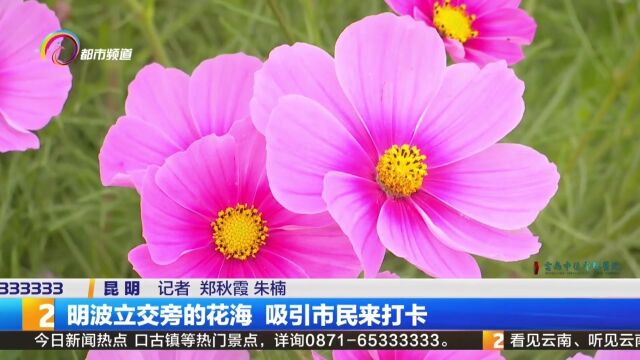 明波立交旁的花海 吸引市民来打卡