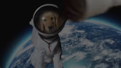太空狗莱卡，第一个进入宇宙的生物，用生命为人类做贡献#科普