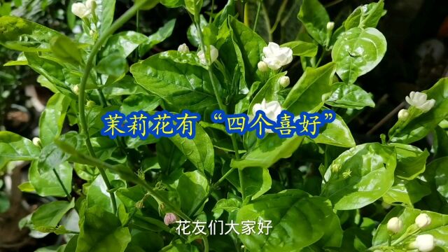 茉莉花有“四个喜好”