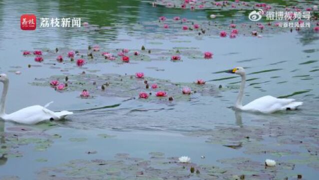 童话般的场景!南京燕雀湖天鹅和睡莲同框好浪漫