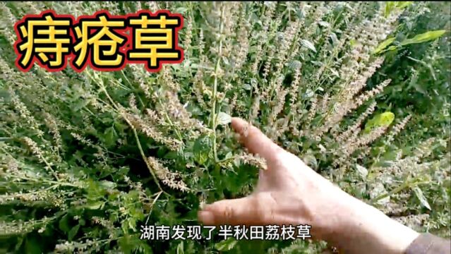 这就是痔疮草,湖南发现了半丘田这样的草