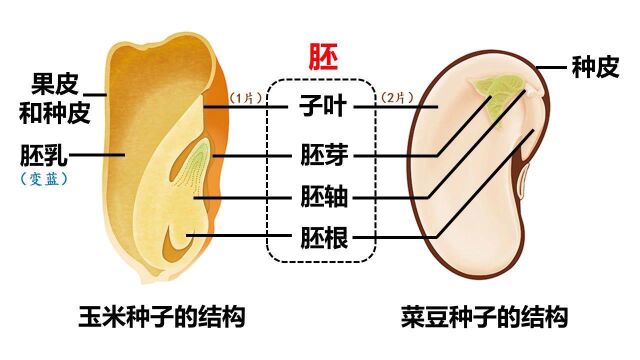 观察种子的结构