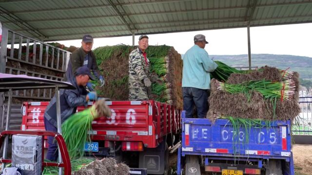 武山县蔬菜绿色高产高效创建示范区——武山蒜苗喜获丰收