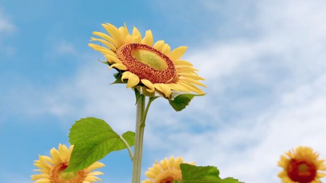 新生命的摆渡人,守望生命花开 5月5日国际助产士节 致敬所有助产士!