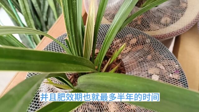 城市楼房阳台颗粒植料养兰怎样施肥效果好