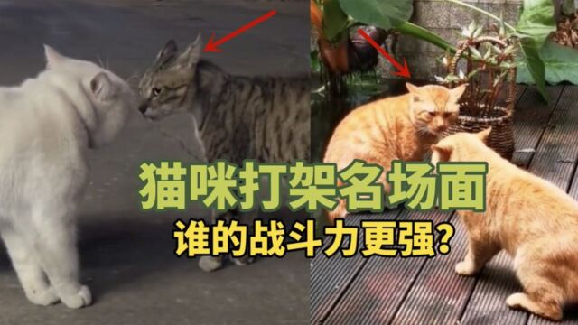 猫咪因经济纠纷打架,狸花猫王被打落荒而逃?