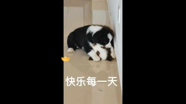 边牧幼崽的快乐时光