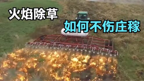 神奇的火焰除草机,杂草害虫一并清除,会伤害庄稼吗?_高清1080P在线观看平台_腾讯视频