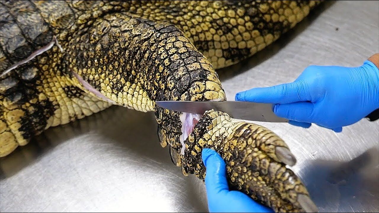 国外专业刀手宰杀鳄鱼,五米长重1000斤的大货,被切割做烤串