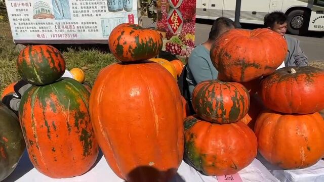 游和美乡村 逛黄河大集|济南垛庄:赏漫山红叶 享丰收喜悦