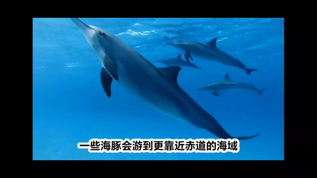 海洋生物海豚