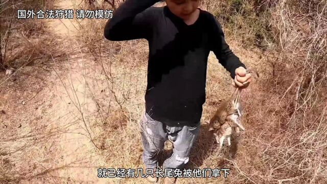  野外狠人用石子弹弓狩猎长尾兔 百发百中弹无虚发