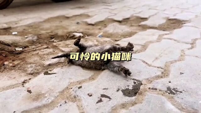 可怜的小猫猫