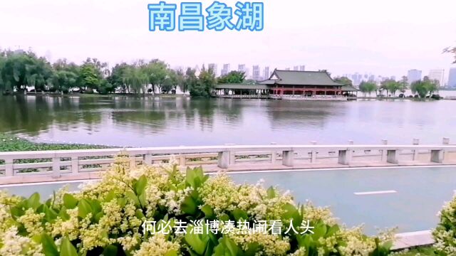 不必去淄博凑热闹看人头,来南昌市象湖风景区吧