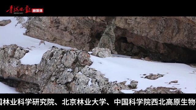 祁连山国家公园青海片区保护成果发布