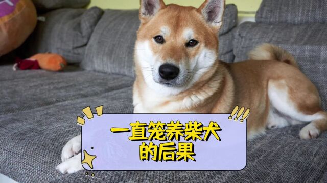 一直笼养柴犬的后果?