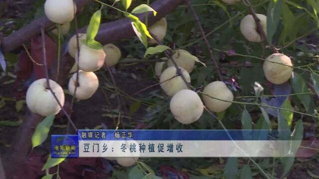 【走进乡村产业园】淮阳区豆门乡:冬桃种植促增收