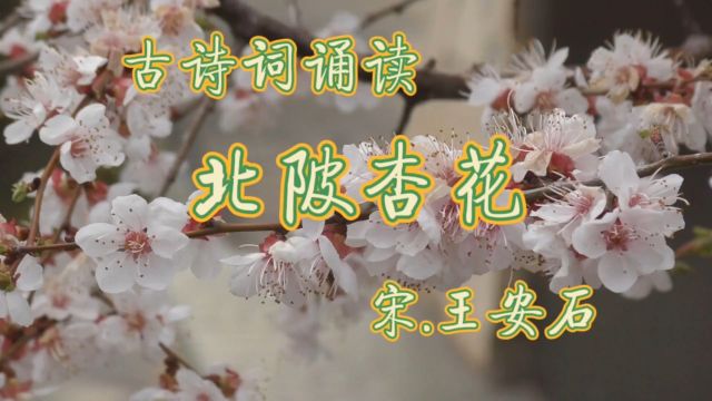 古诗词诵读:《北陂杏花》宋.王安石