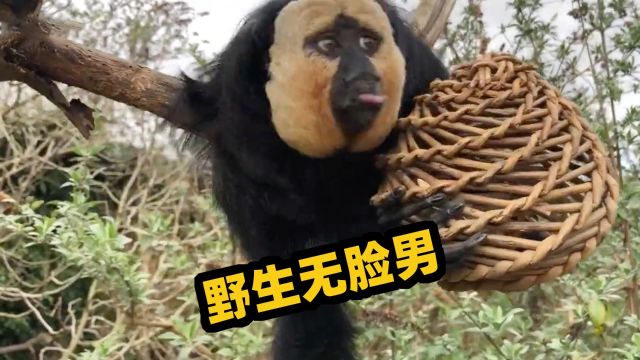 野生无脸男,白面僧面猴