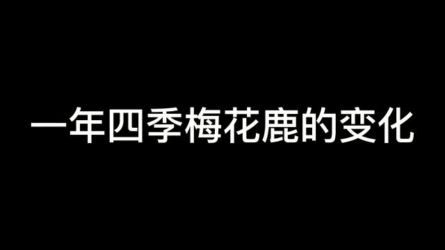 春、夏、秋:梅花鹿 冬:没花鹿