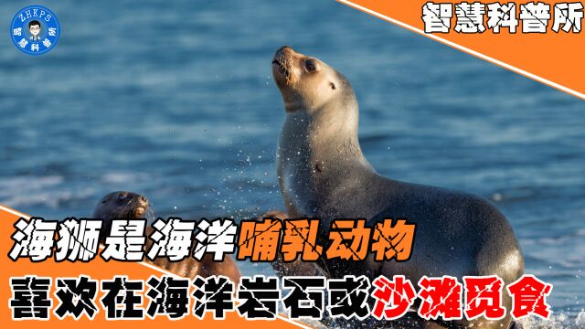 海狮是海洋哺乳动物中的一种,它们喜欢在海洋的岩石或沙滩上觅食