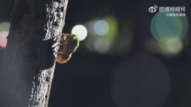 无蝉鸣不夏天!33秒看金蝉脱壳羽化全程