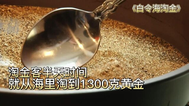 淘金客只花费几个小时,就从海里淘到1300克黄金,跟白捡一样